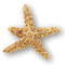 starfish01.gif (2651 bytes)