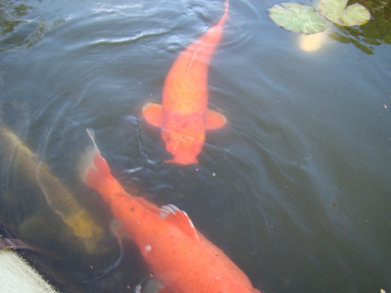 DSC01684.JPG