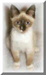 Quarkitty2.jpg (11077 bytes)